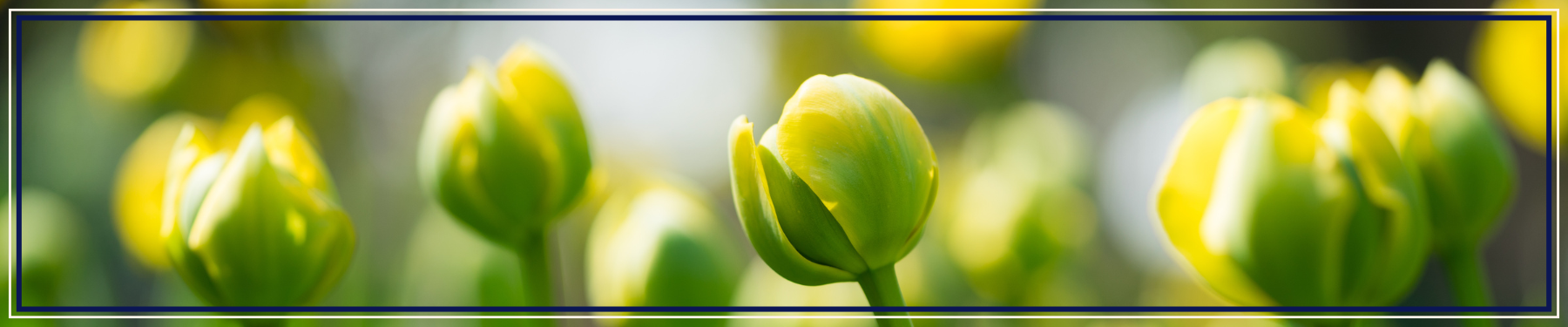 New Buds are Blooming at UU Ministry for Earth: Welcoming our New Executive Director!